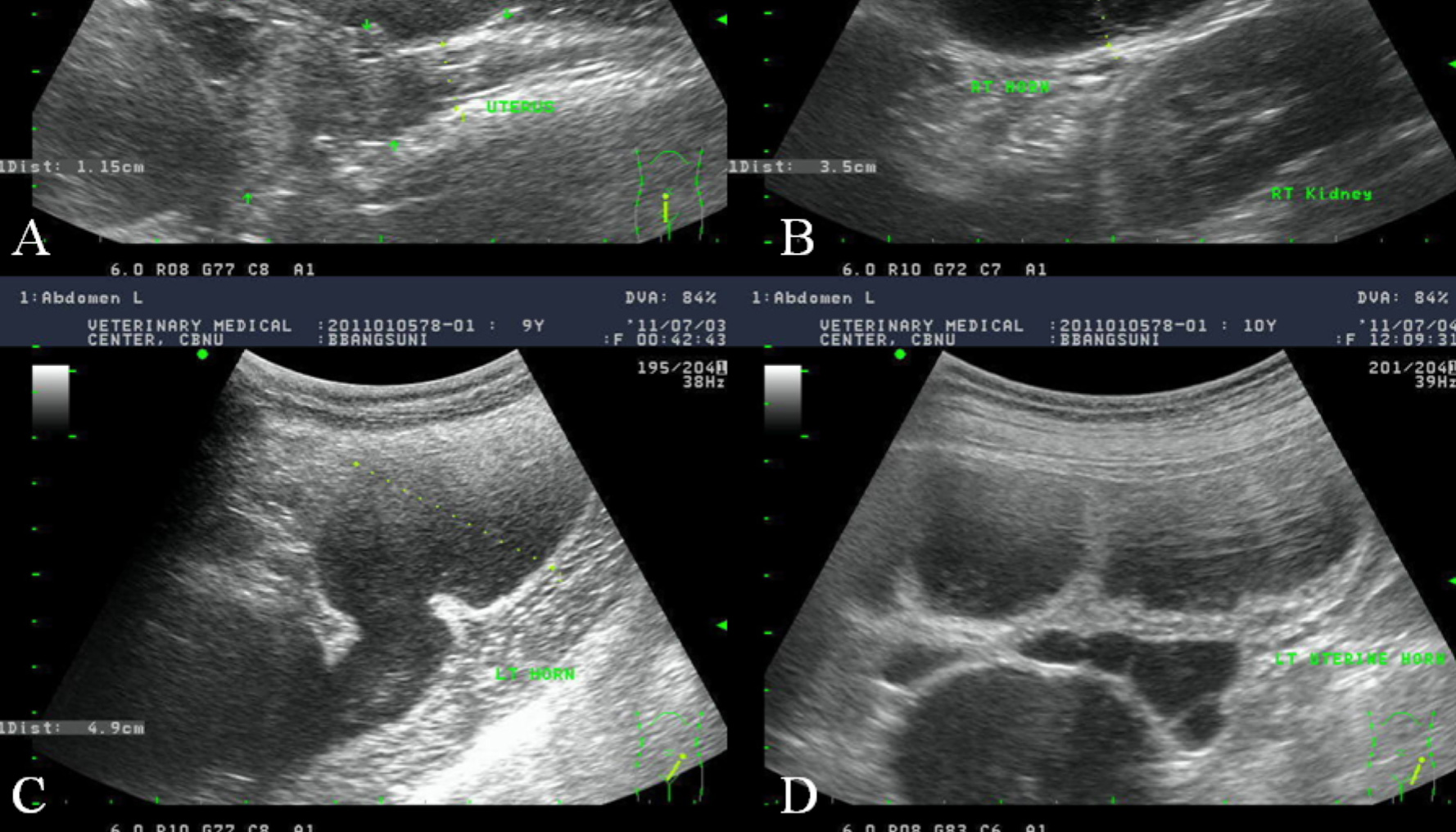 Pyometra surgery